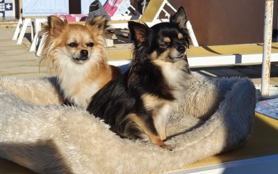 Où partir en vacances avec son chien?