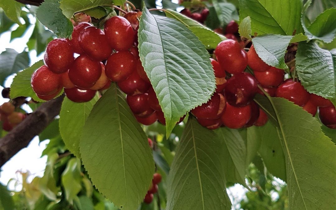 Tout savoir sur la cerise en Provence