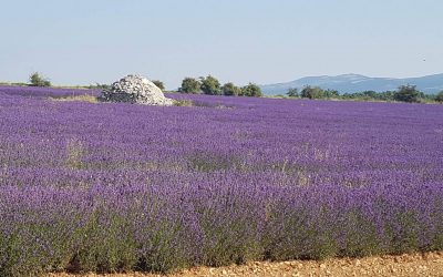 Découvrez le monde de la lavande