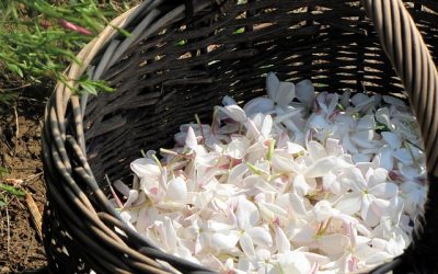 Parfums d’été 2/2