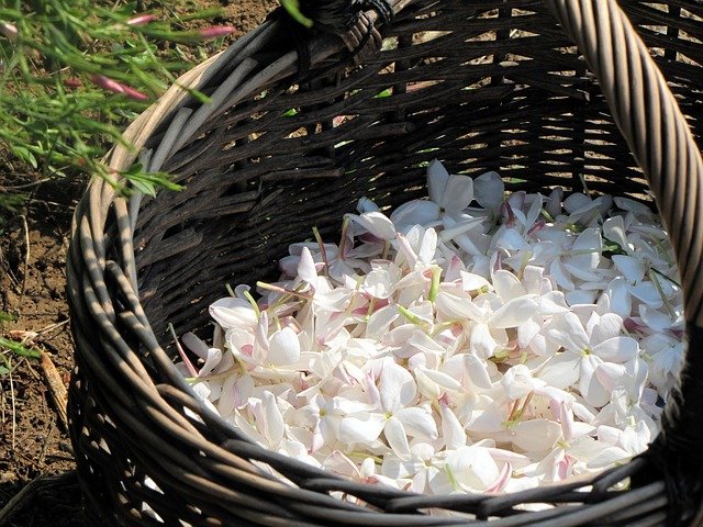 Parfums d’été 2/2
