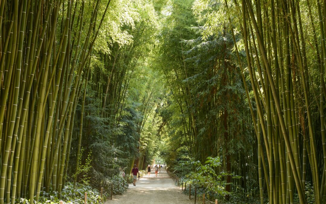 Printemps près de Pont‑Saint‑Esprit : 10 activités nature à ne pas manquer autour des gorges de l’Ardèche