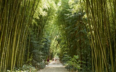 Printemps près de Pont‑Saint‑Esprit : 10 activités nature à ne pas manquer autour des gorges de l’Ardèche